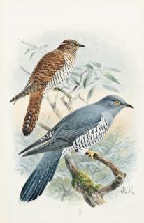 Johannes Gerardus Keulemans - Common cuckoo