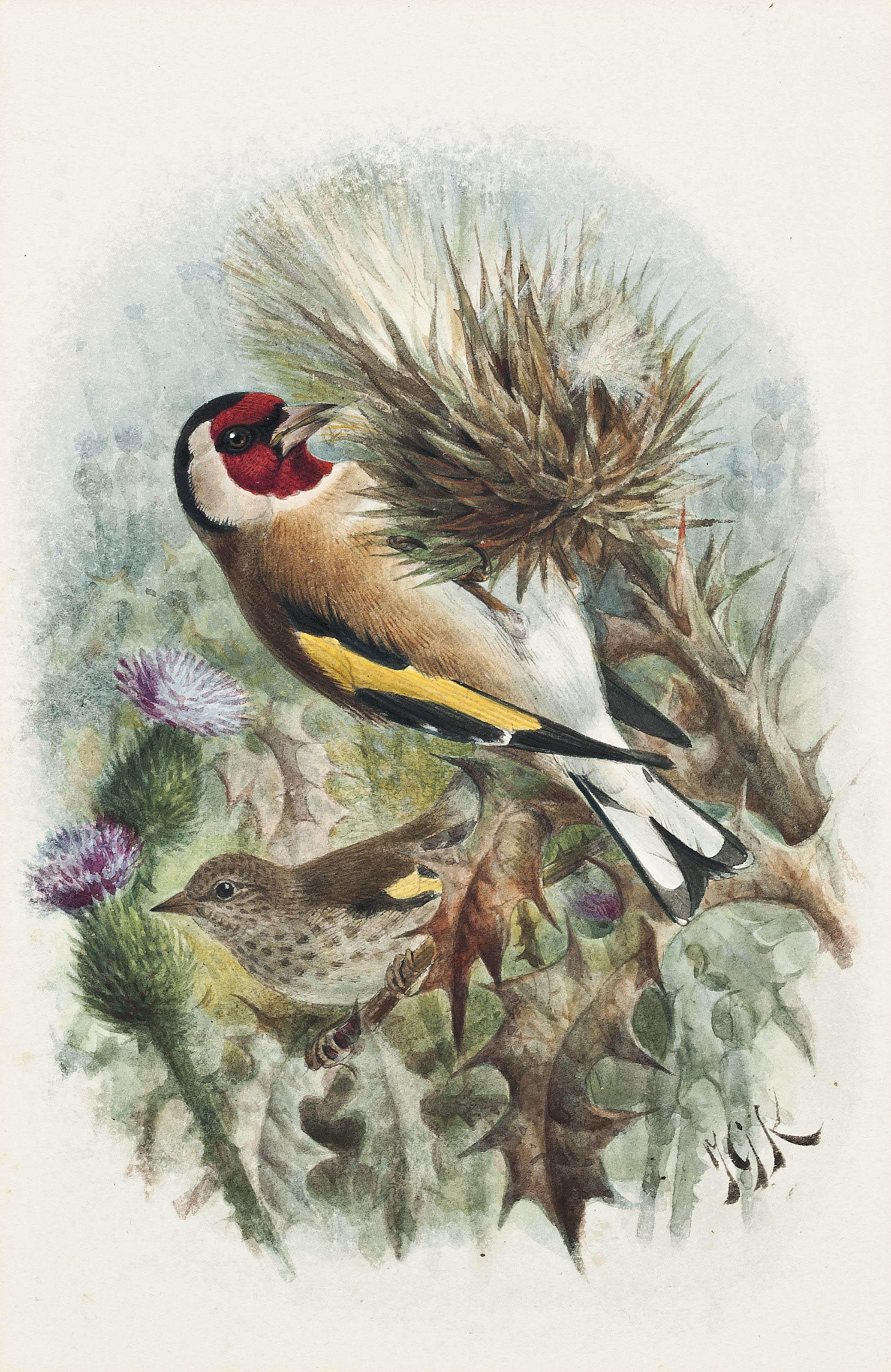 Johannes Gerardus Keulemans - Goldfinches