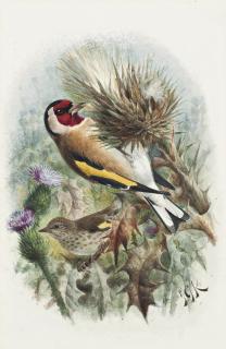 Johannes Gerardus Keulemans - Goldfinches