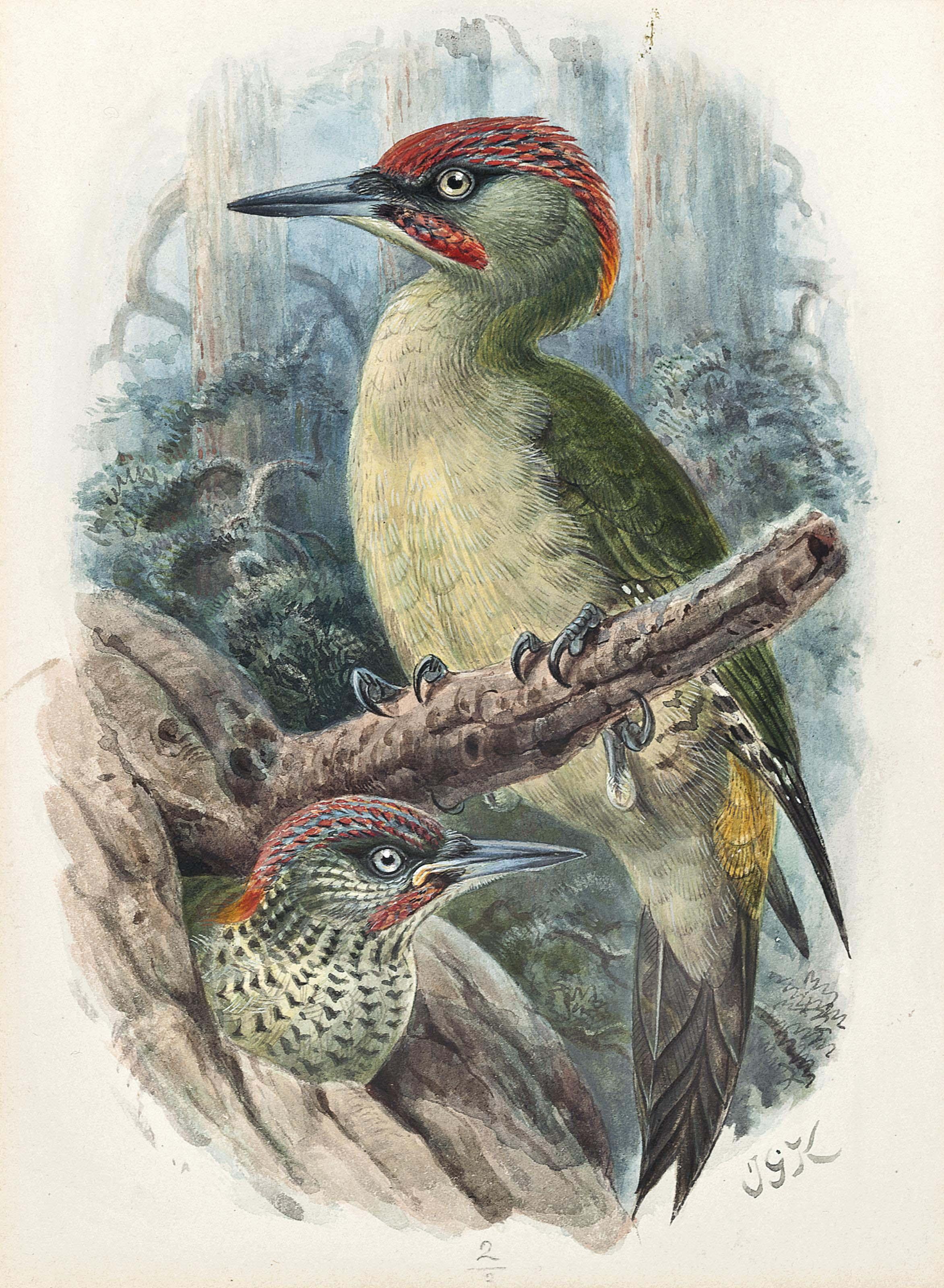 Johannes Gerardus Keulemans - Green woodpecker