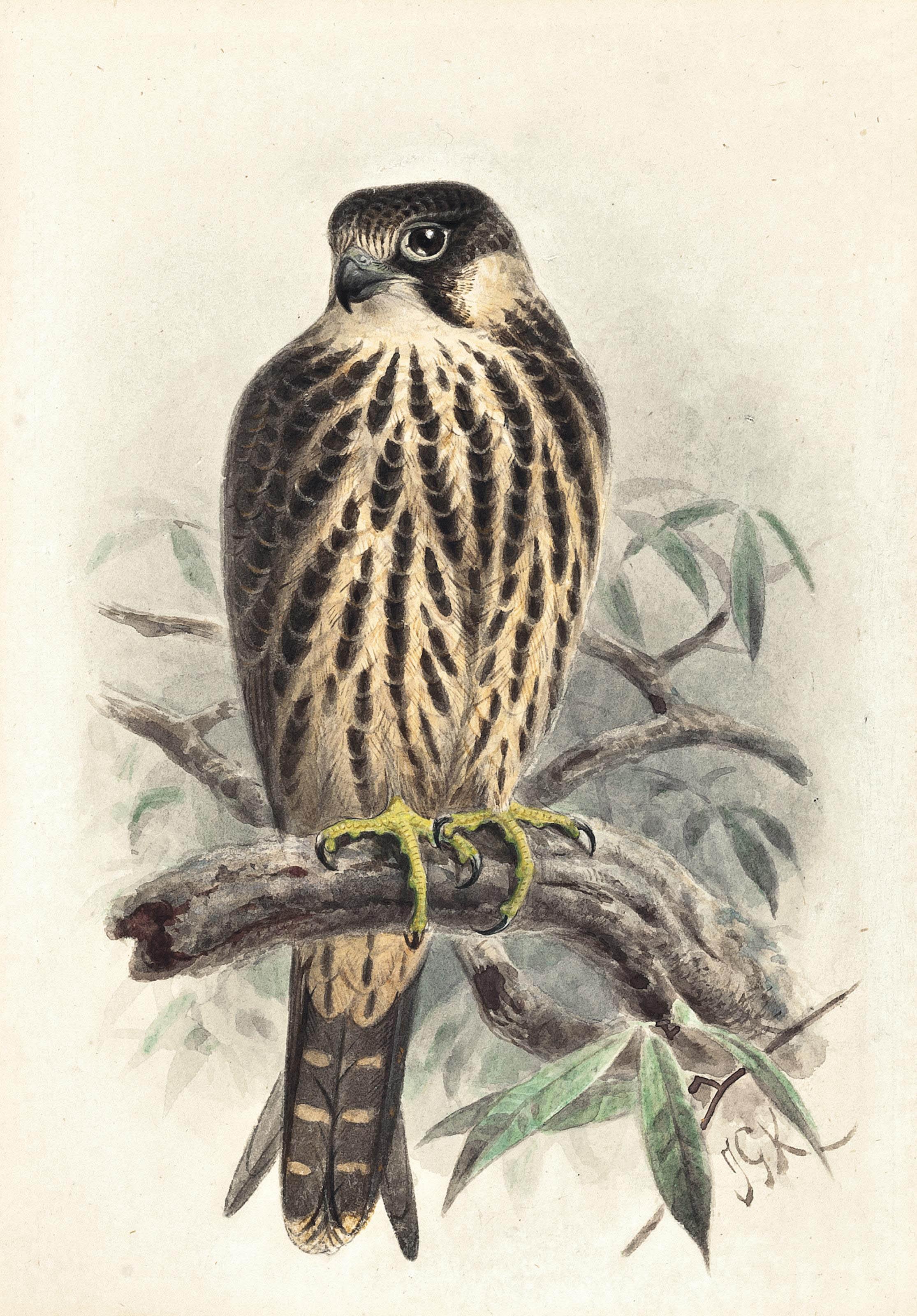 Johannes Gerardus Keulemans - Hobby