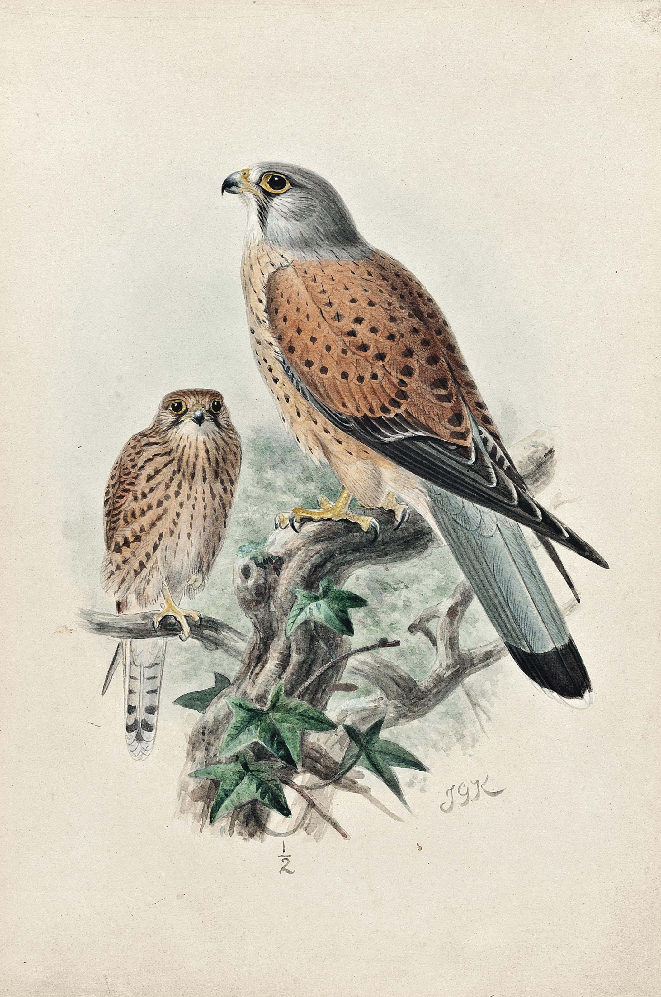 Johannes Gerardus Keulemans - Kestrels