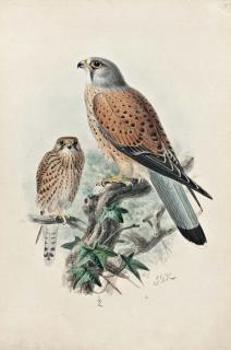 Johannes Gerardus Keulemans - Kestrels