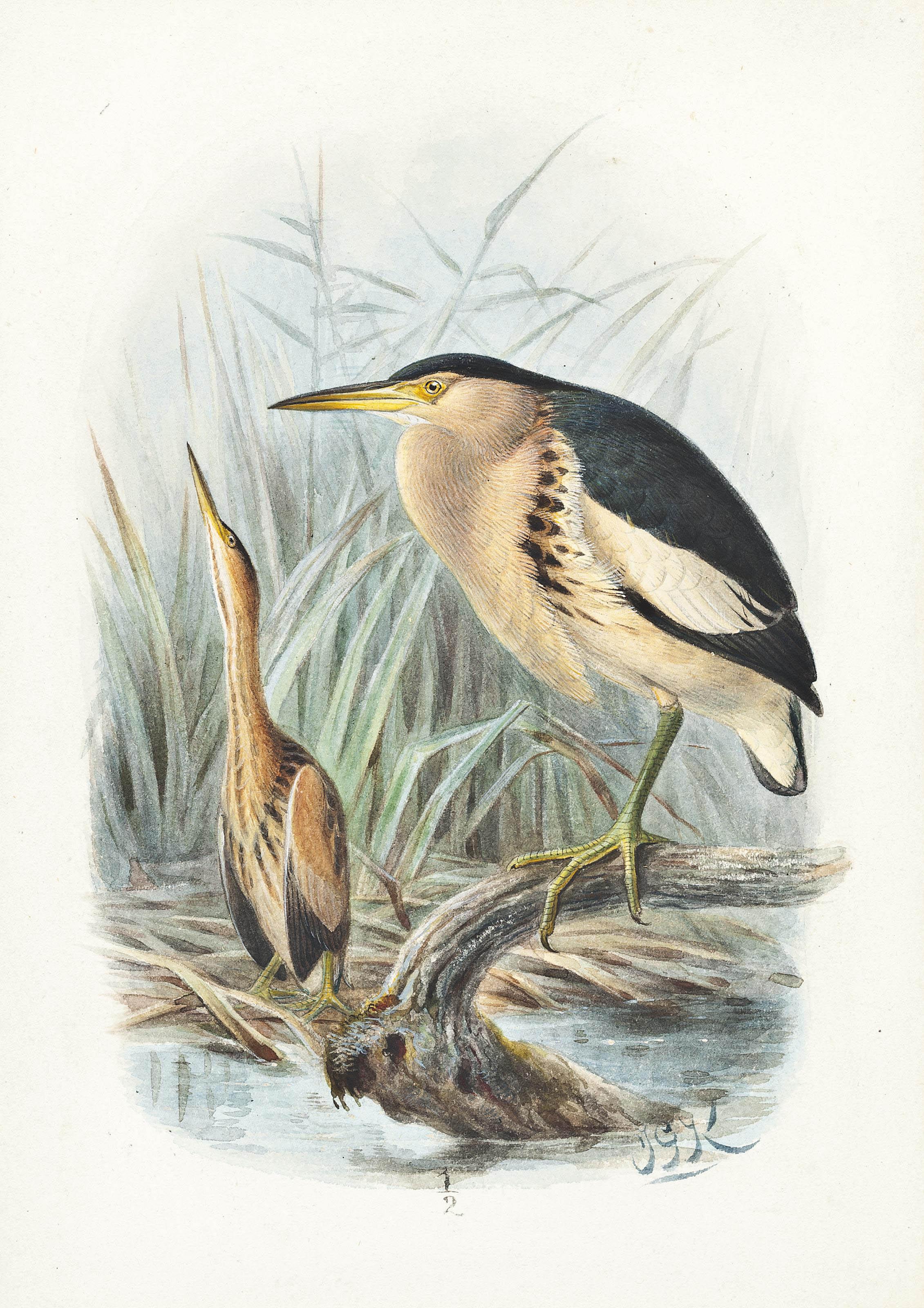 Johannes Gerardus Keulemans - Little bitterns