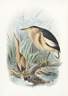 Johannes Gerardus Keulemans - Little bitterns