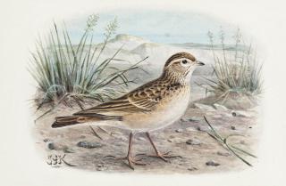 Johannes Gerardus Keulemans - Short toed lark