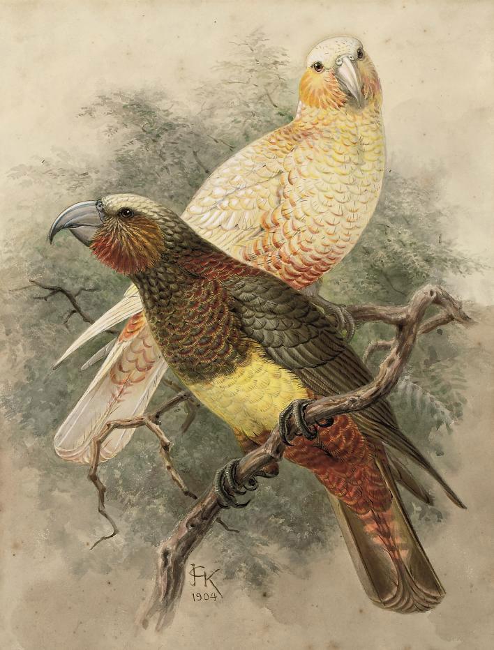 Johannes Gerardus Keulemans - Two Kaka parrots