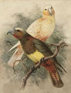 Johannes Gerardus Keulemans - Two Kaka parrots