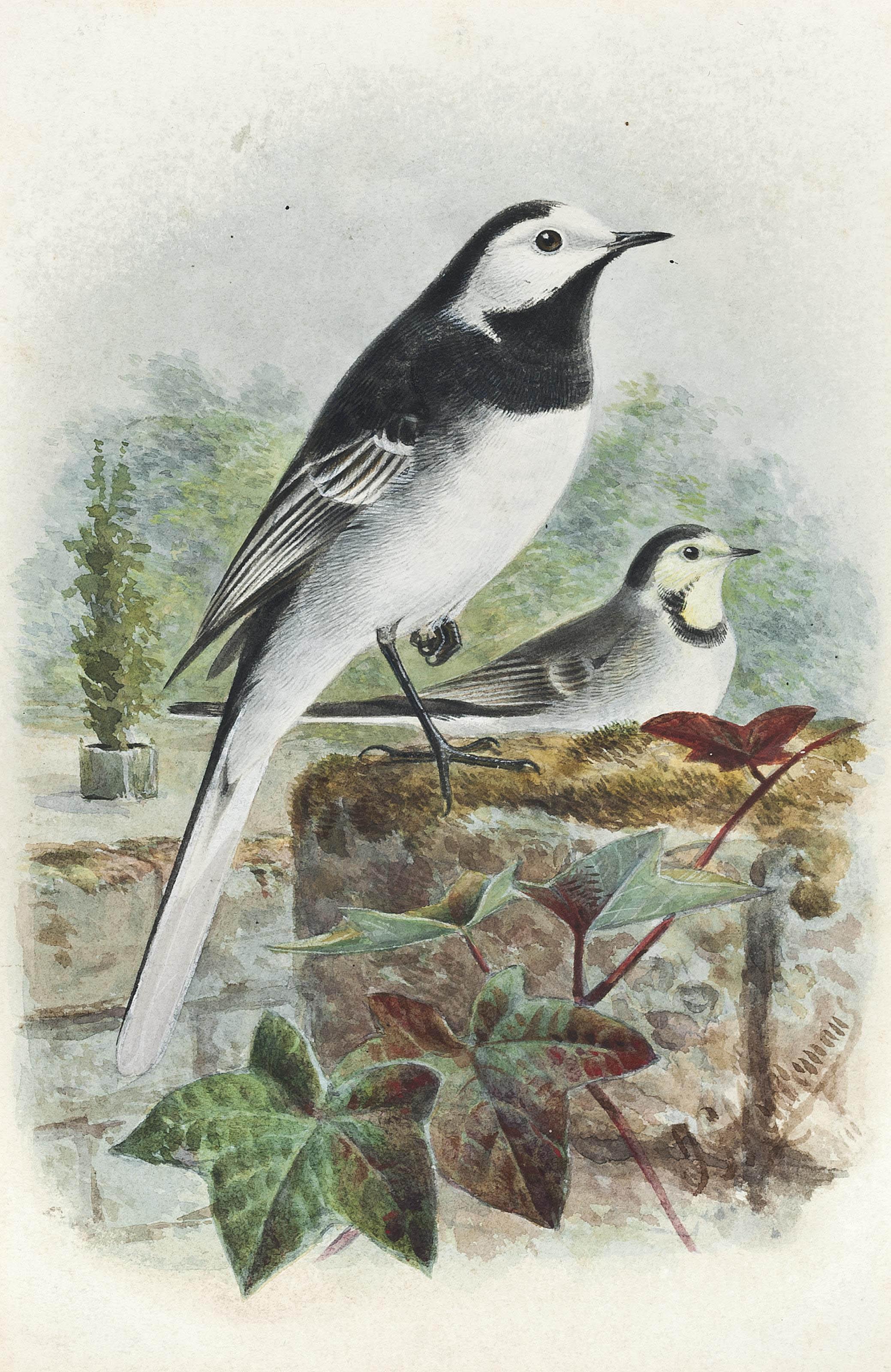 Johannes Gerardus Keulemans - Wagtail