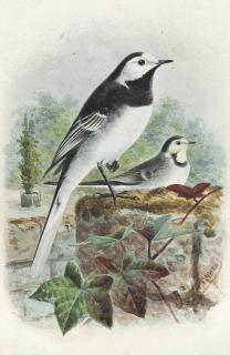 Johannes Gerardus Keulemans - Wagtail