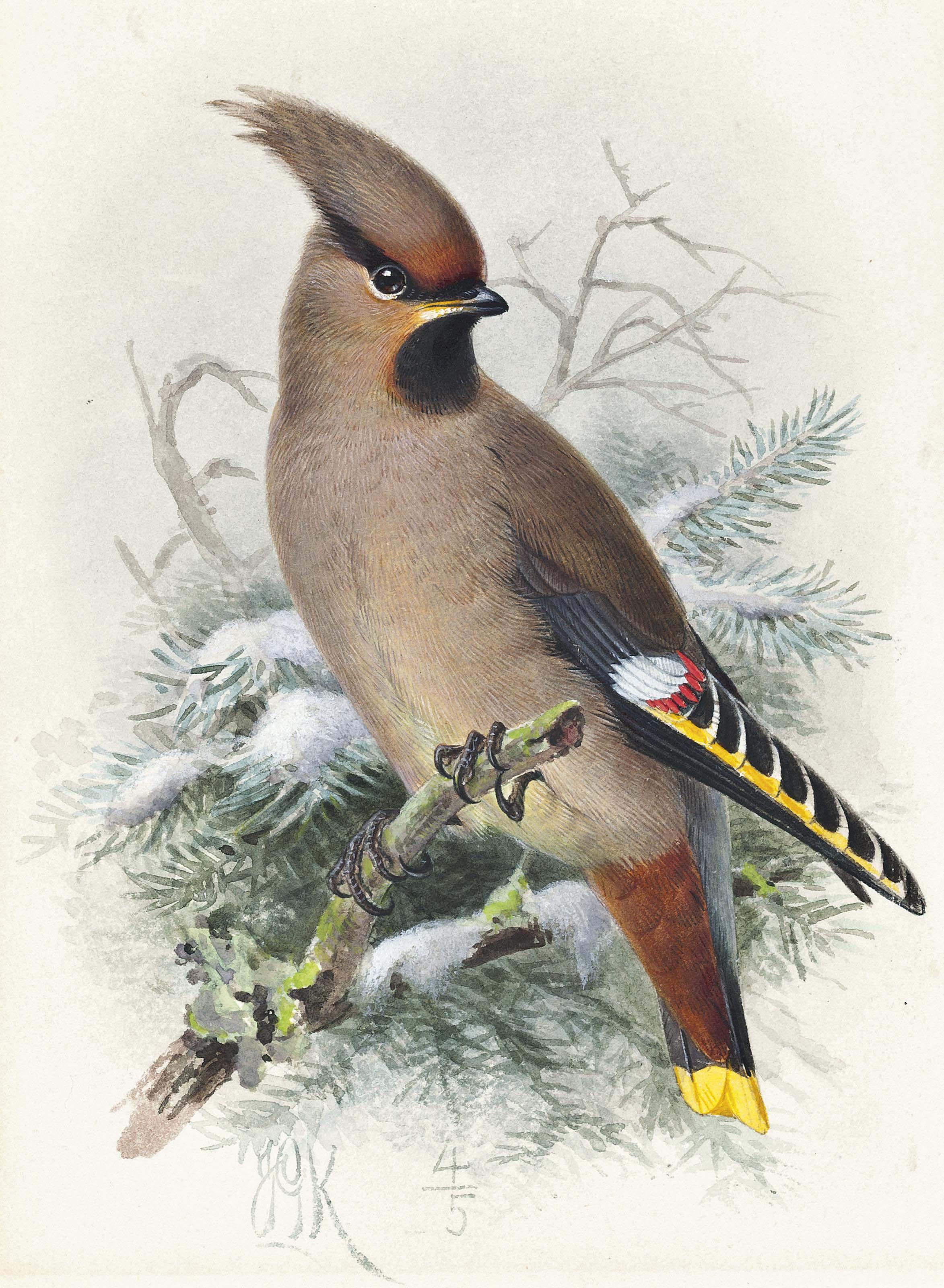Johannes Gerardus Keulemans - Waxwing