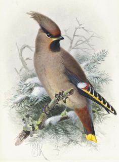 Johannes Gerardus Keulemans - Waxwing