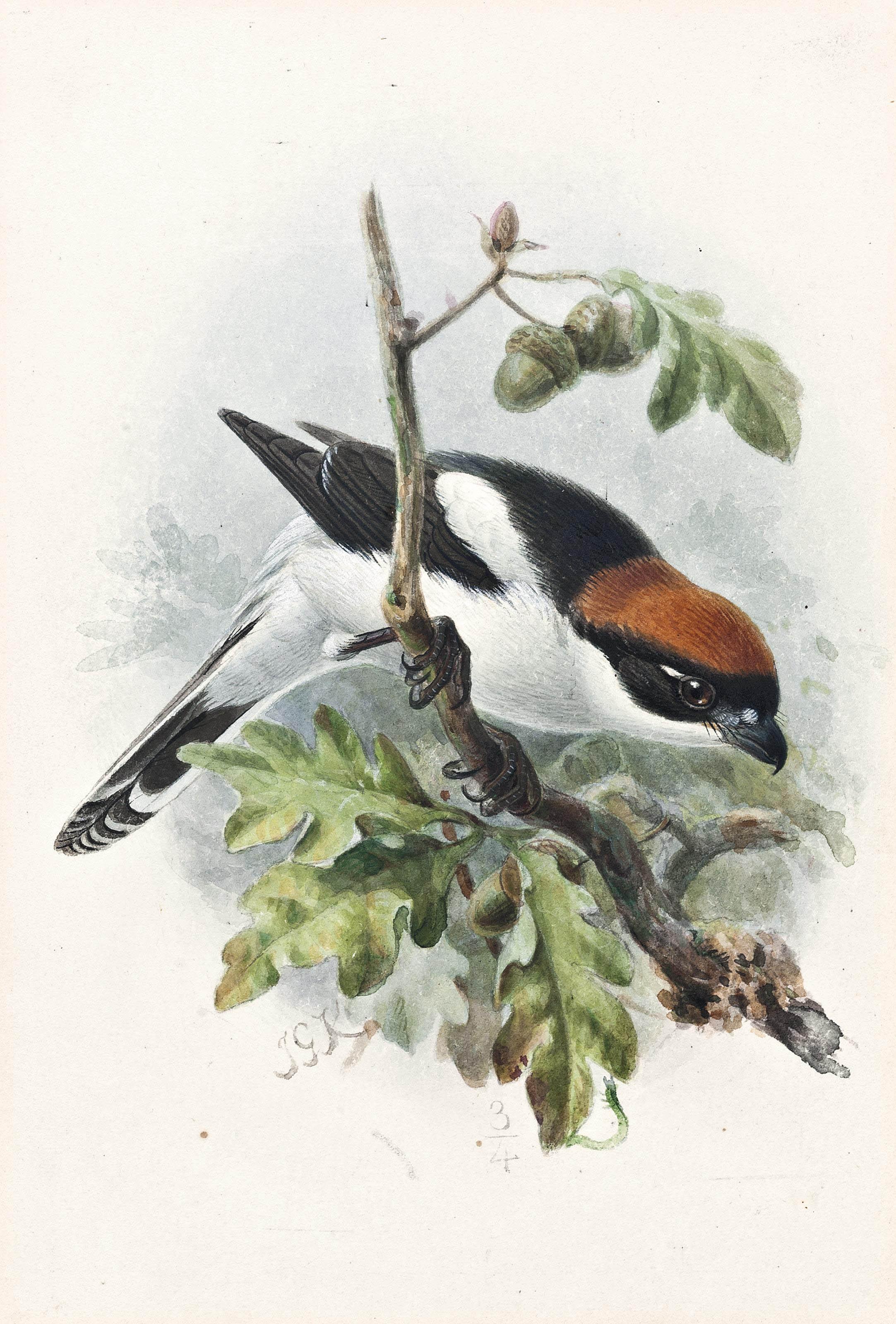 Johannes Gerardus Keulemans - Woodchat