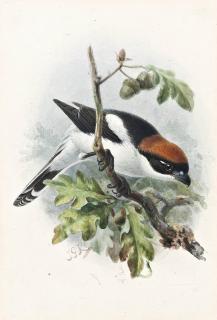 Johannes Gerardus Keulemans - Woodchat
