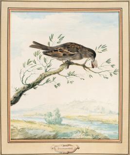 Johannes van Bronckhorst - Haussperling, nach einem Schmetterling pickend