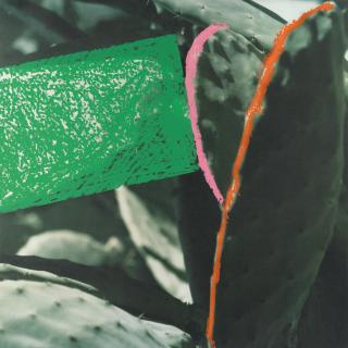 John Baldessari - Cactus (#4) aus: 2623 Third Street, Santa Monica