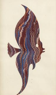 John Banting - Fish portrait