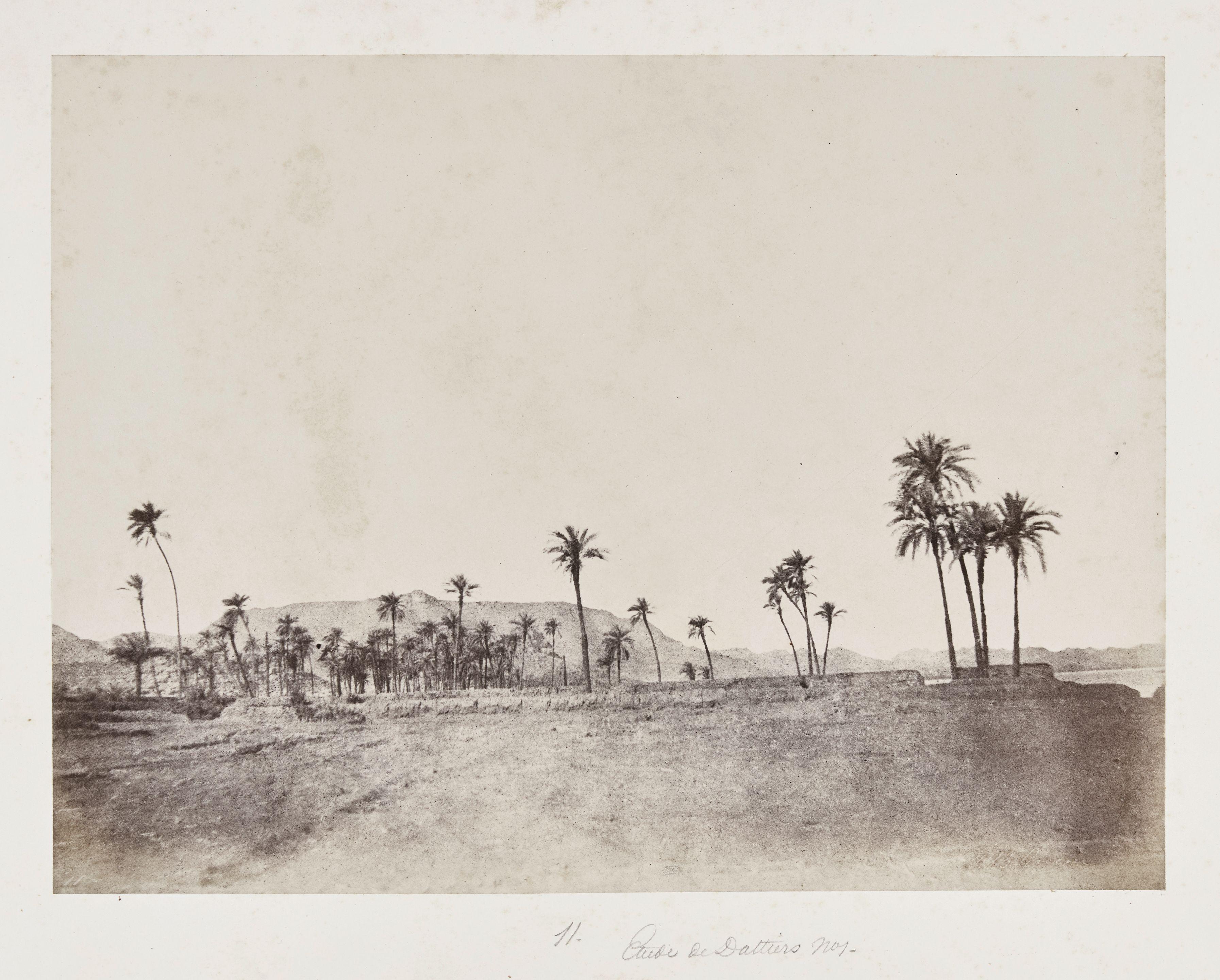 John Beasley Greene - Étude de Dattiers