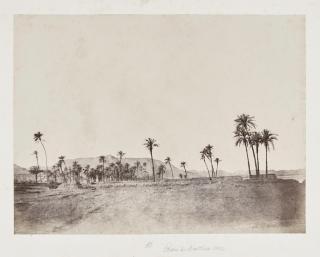 John Beasley Greene - Étude de Dattiers