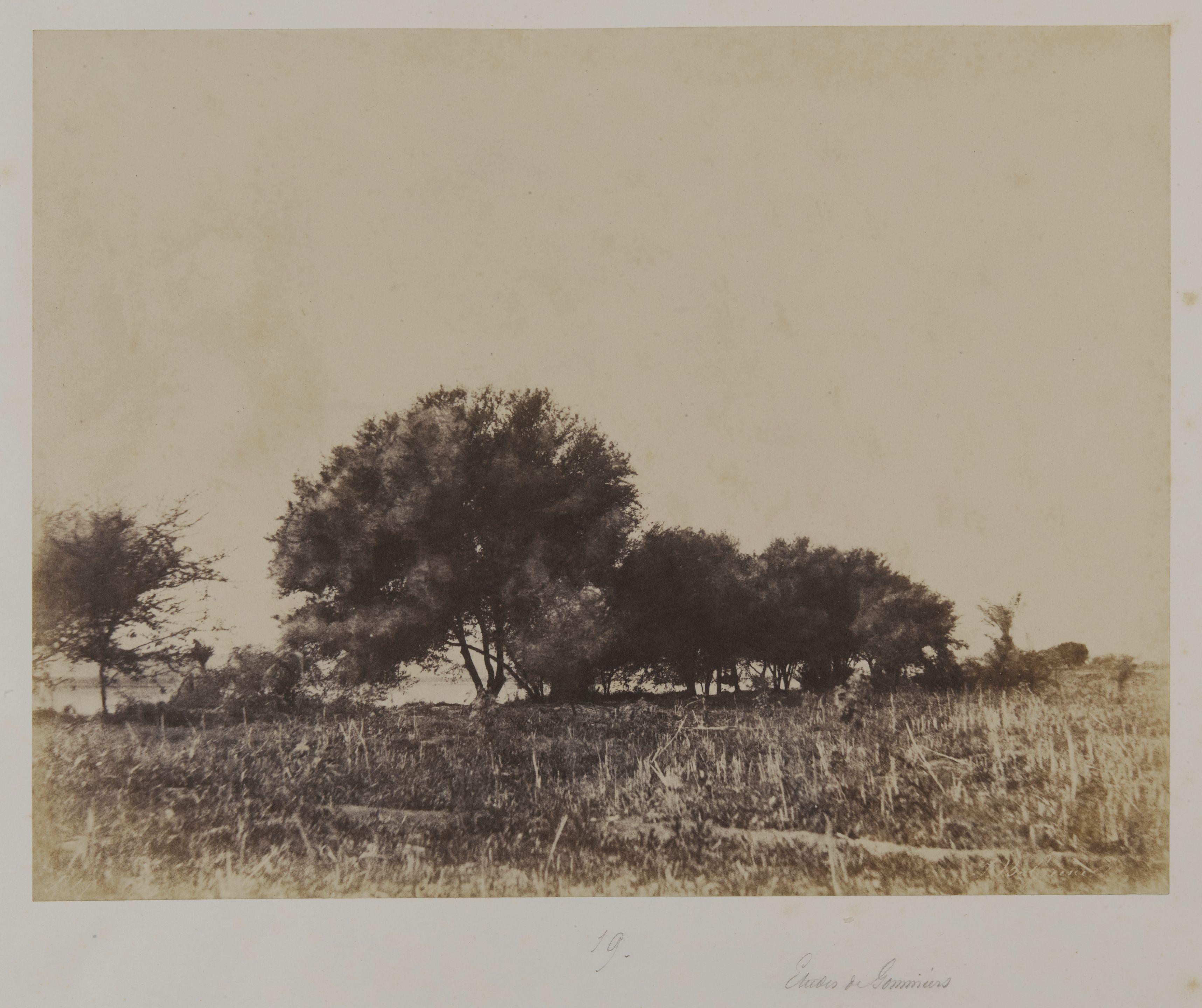 John Beasley Greene - Étude de Gommiers (Study of gum trees), 1854