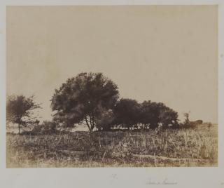 John Beasley Greene - Étude de Gommiers (Study of gum trees), 1854