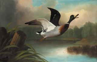 John Bucknell Russell - A mallard in flight