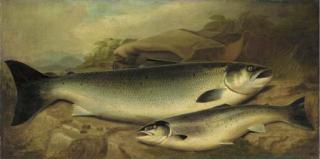 John Bucknell Russell - Salmon And Trout On A River Bank