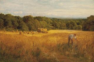 John Clayton Adams - A golden harvest