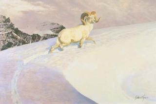 John Clymer - Dall Sheep