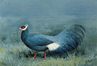 John Cyril Harrison - A Blue Eared Pheasant