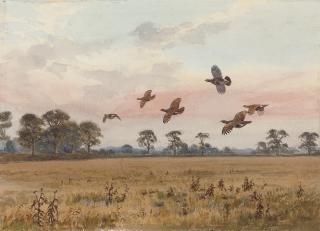 John Cyril Harrison - A covey of partridge