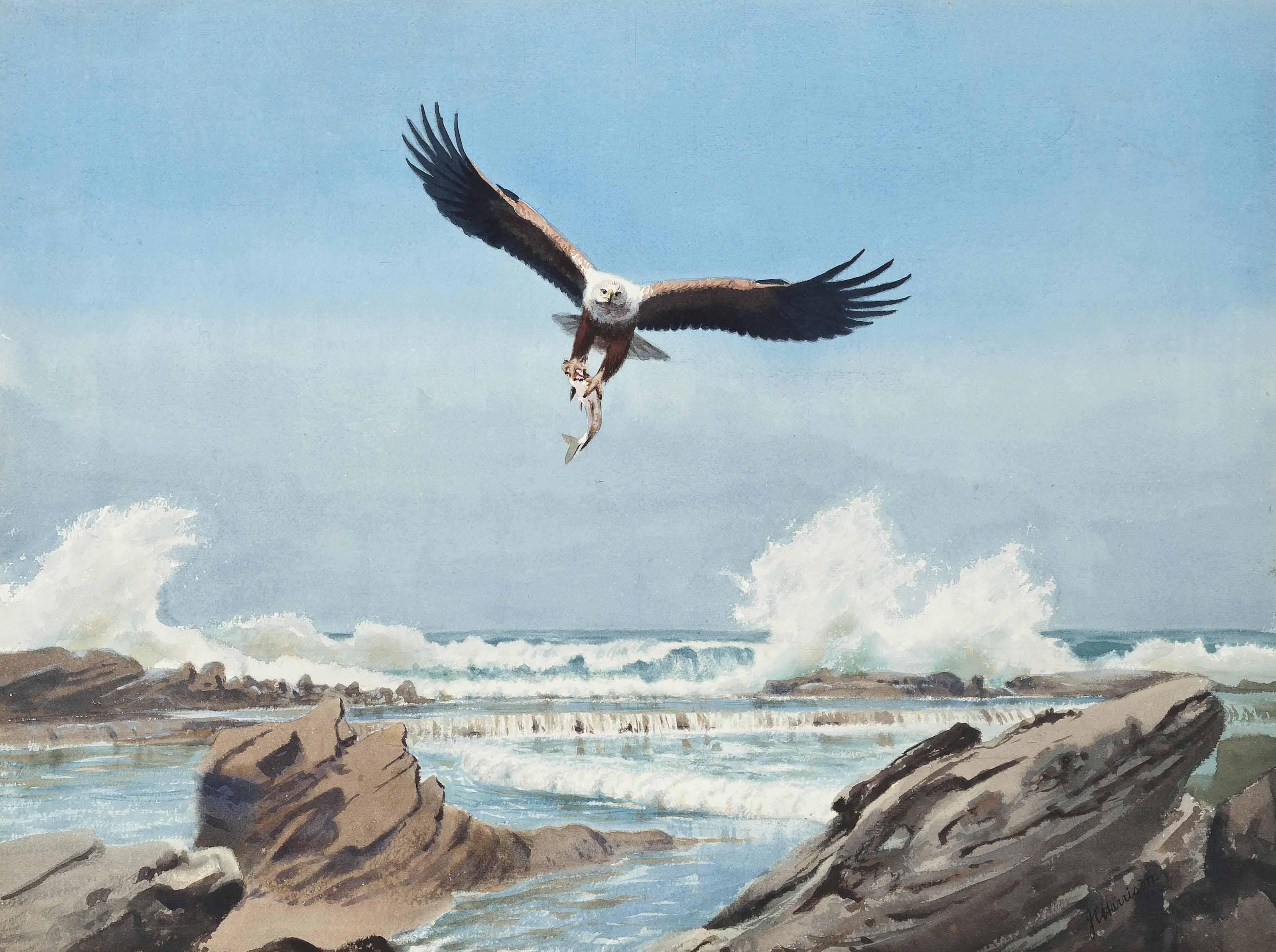 John Cyril Harrison - A Fish-Eagle In Flight With Its Catch