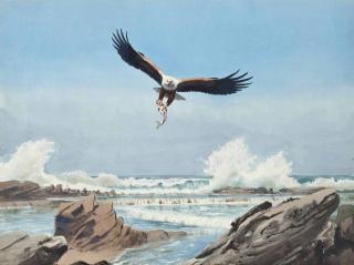 John Cyril Harrison - A Fish-Eagle In Flight With Its Catch