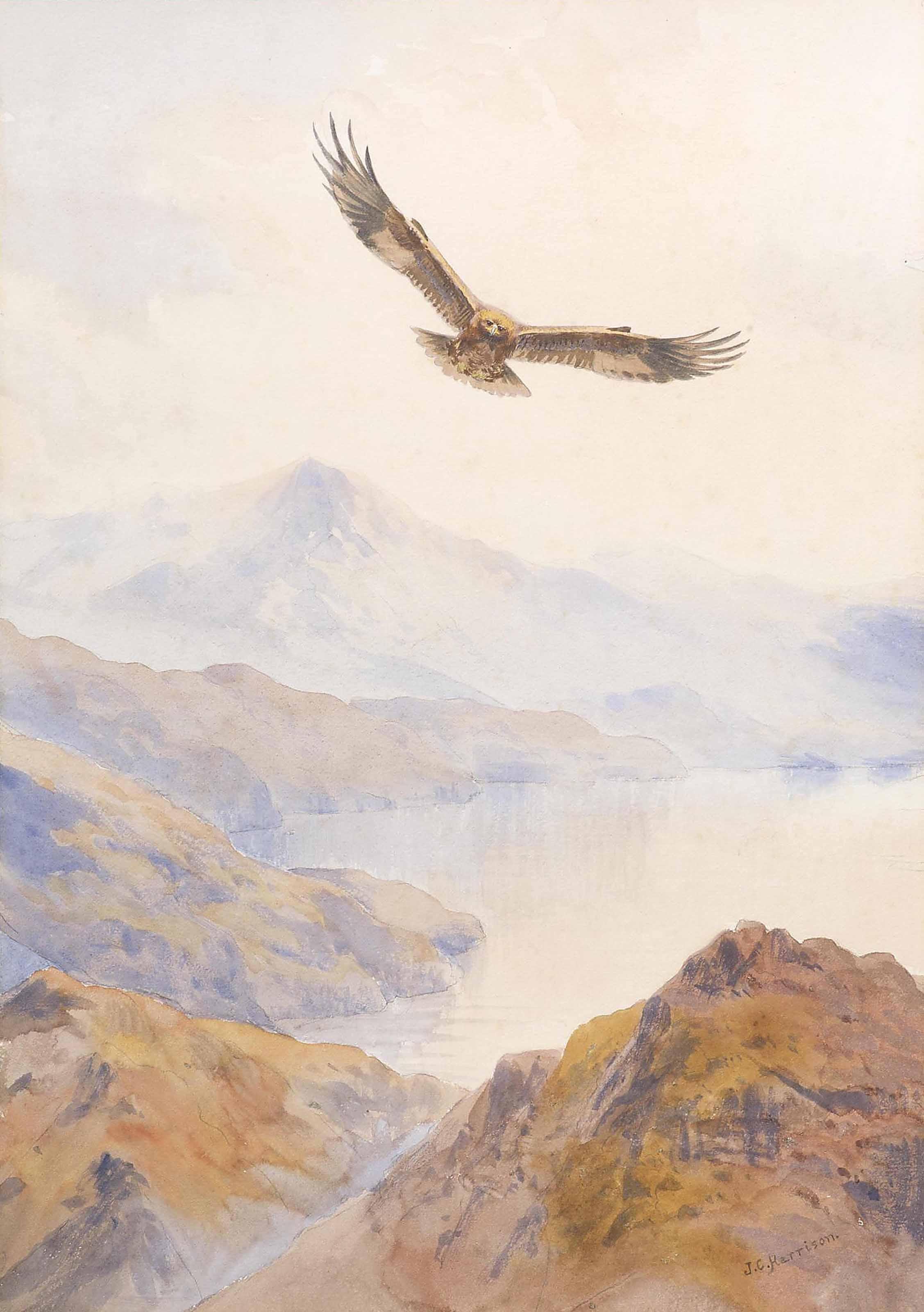 John Cyril Harrison - A golden eagle in flight above a rocky landscape