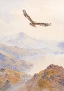 John Cyril Harrison - A golden eagle in flight above a rocky landscape
