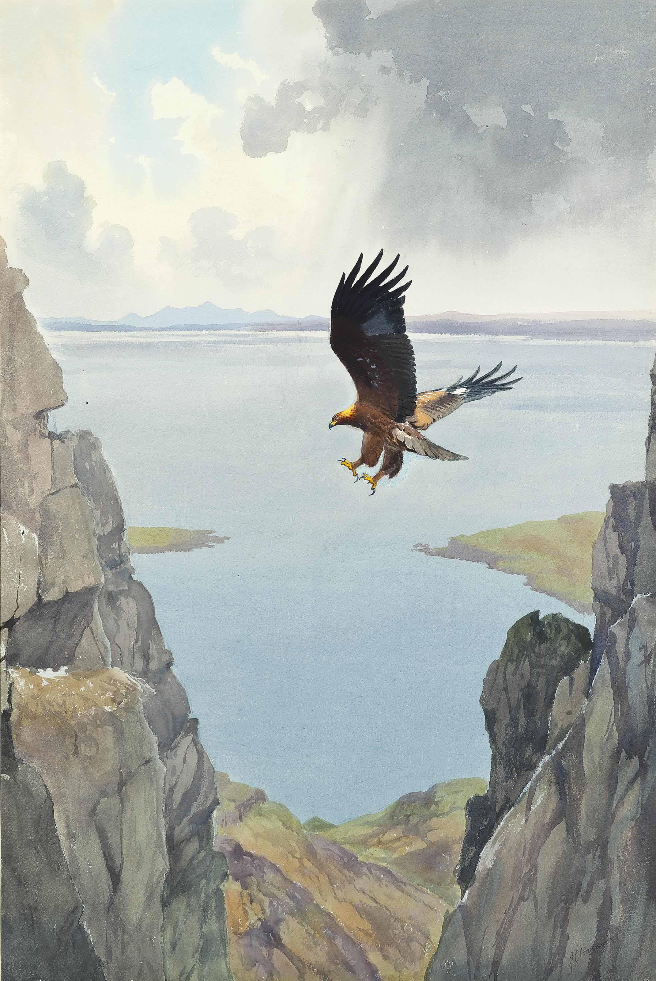 John Cyril Harrison - A Golden Eagle In Flight