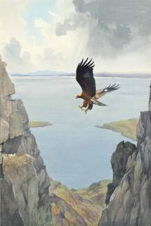 John Cyril Harrison - A Golden Eagle In Flight
