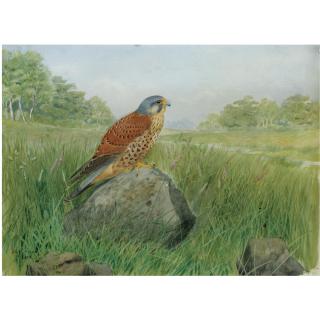 John Cyril Harrison - A Kestrel