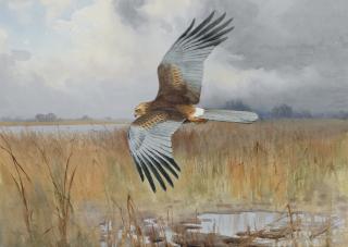 John Cyril Harrison - A male Marsh Harrier foraging
