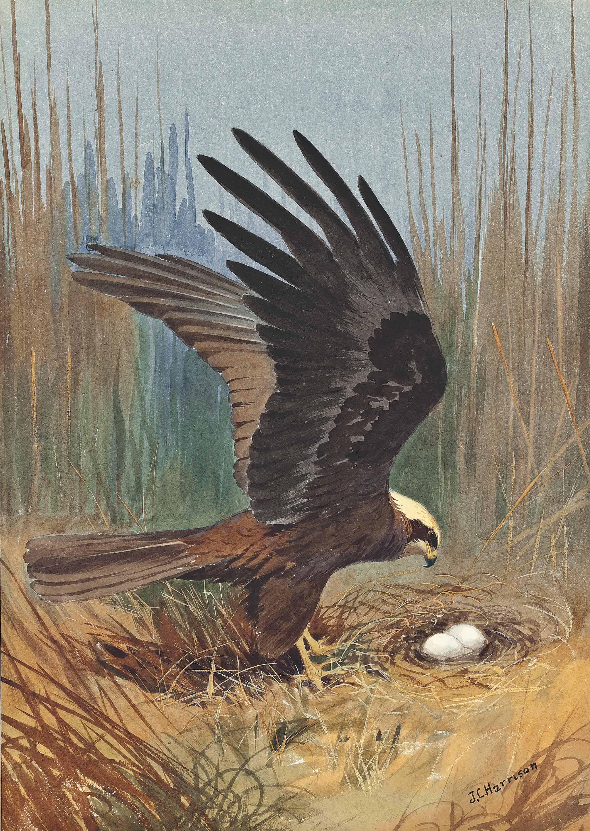 John Cyril Harrison - A Nesting Marsh Harrier