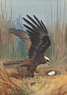 John Cyril Harrison - A Nesting Marsh Harrier