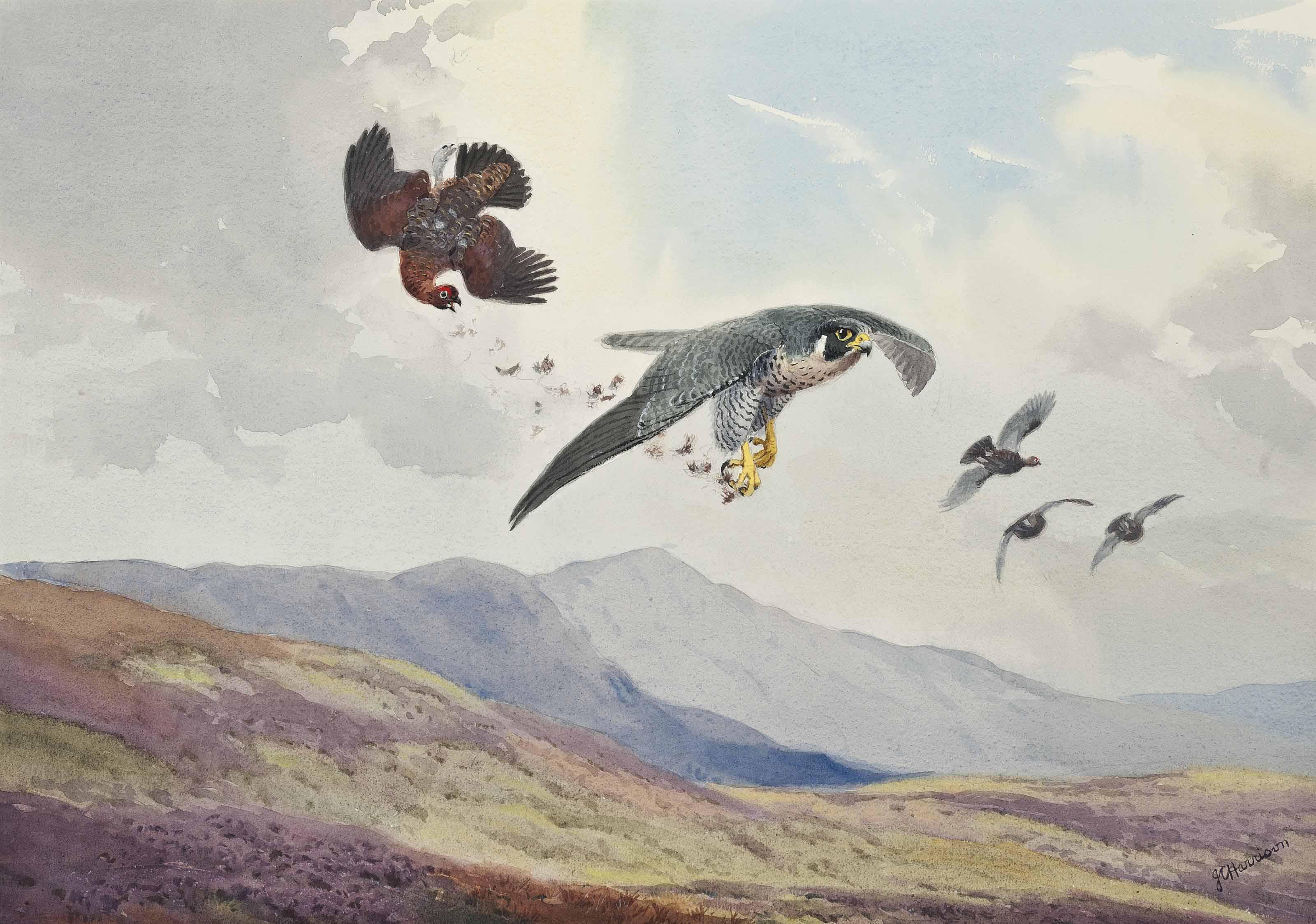 John Cyril Harrison - A Peregrine Falcon Striking A Grouse In Flight