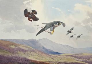 John Cyril Harrison - A Peregrine Falcon Striking A Grouse In Flight