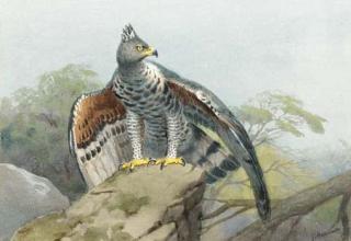 John Cyril Harrison - An eagle on a rock