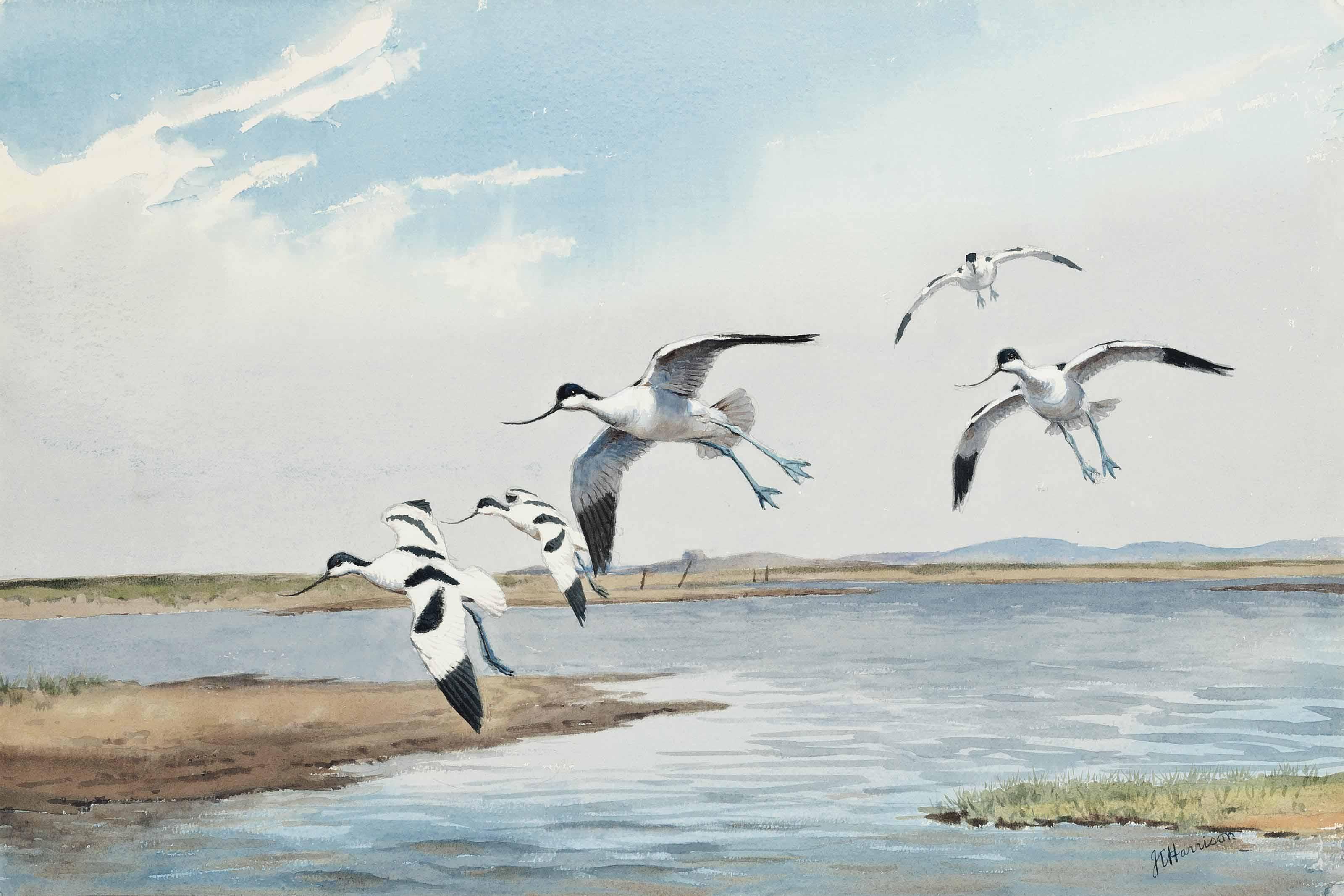 John Cyril Harrison - Avocets In Flight Across Marshland