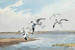 John Cyril Harrison - Avocets In Flight Across Marshland