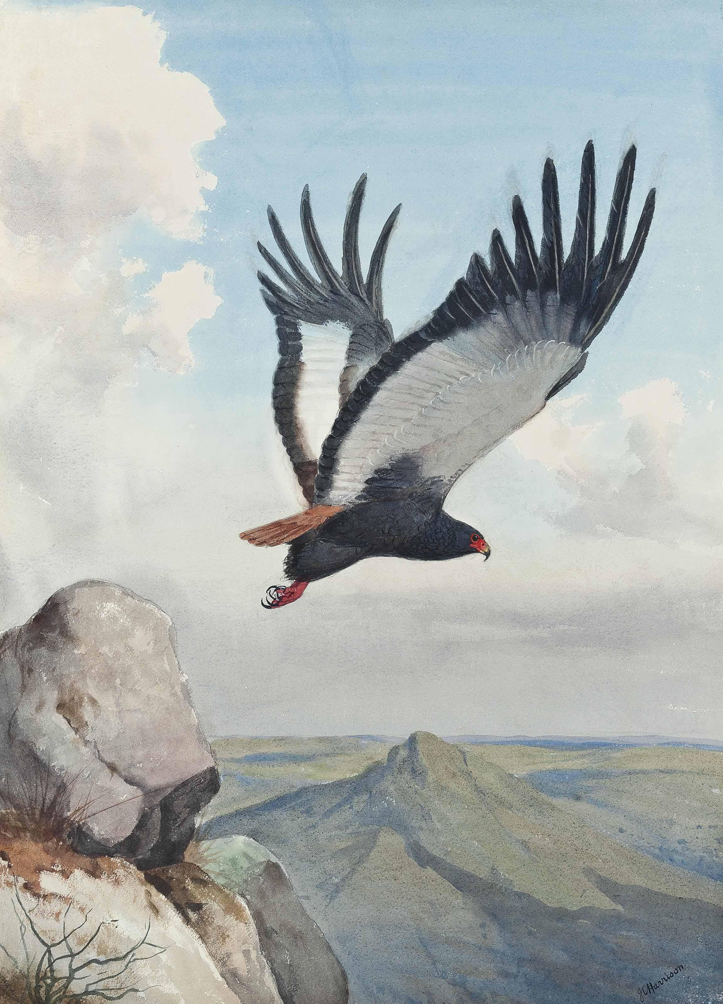 John Cyril Harrison - Bateleur Eagle In Flight