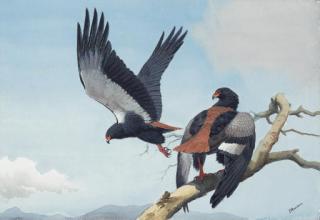 John Cyril Harrison - Bateleur