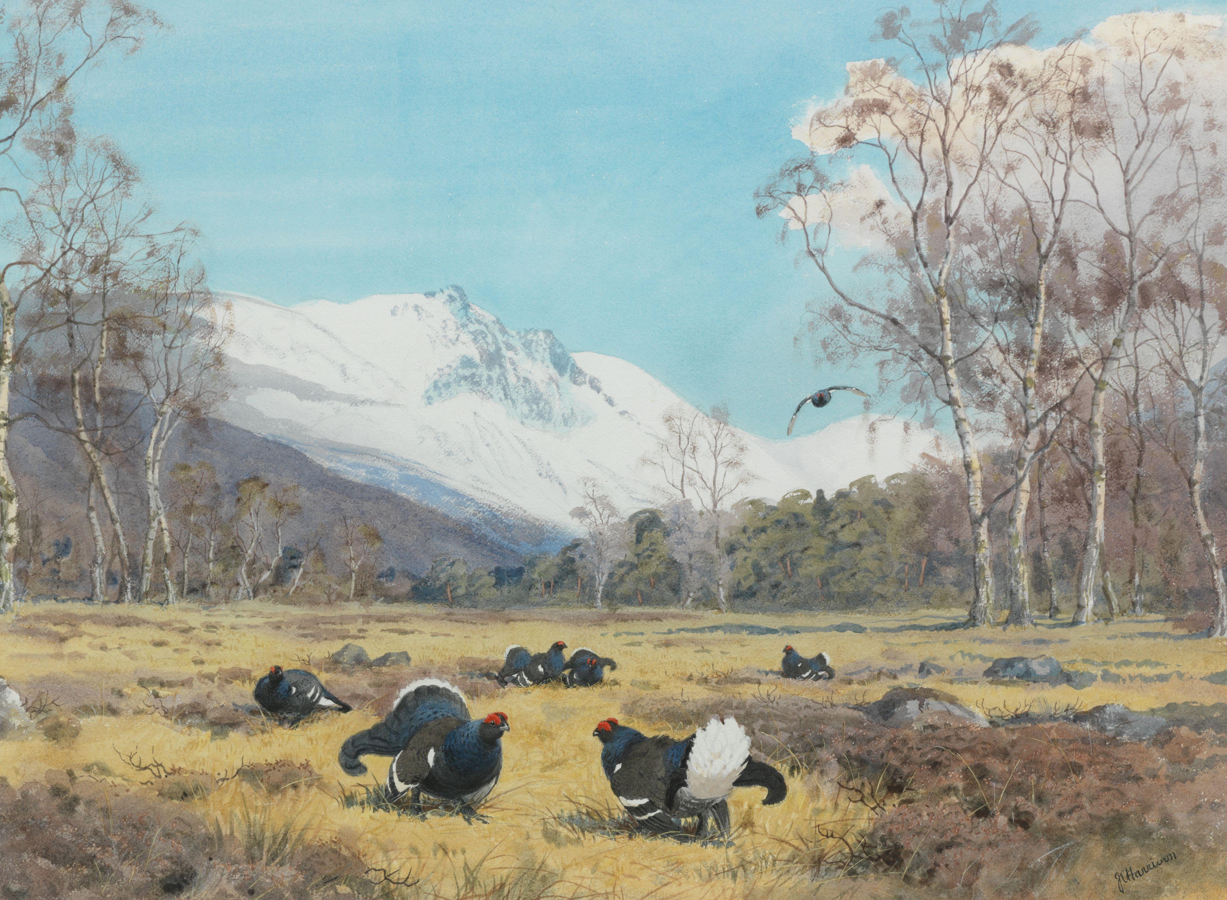 John Cyril Harrison - Blackcock displaying