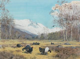 John Cyril Harrison - Blackcock displaying